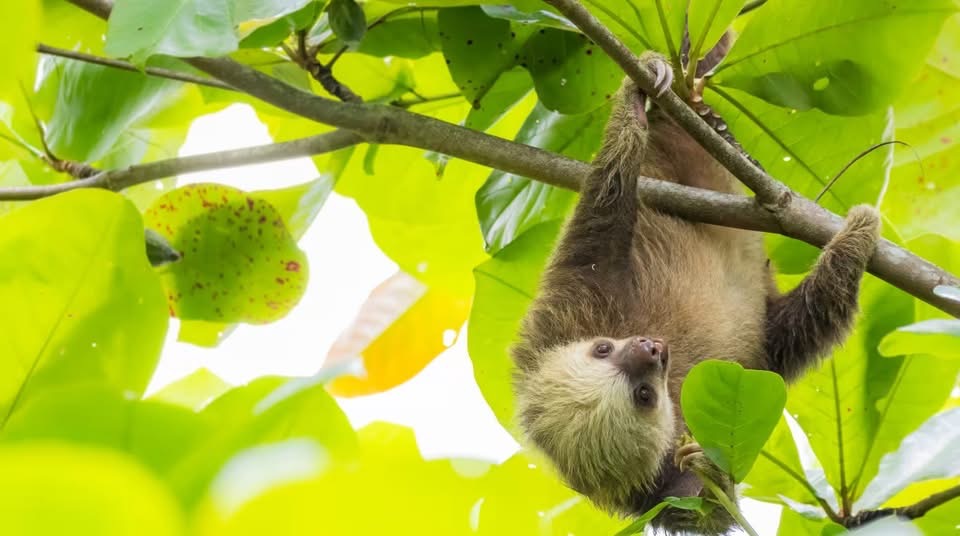 Sloth